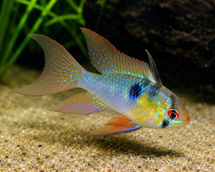Long fin Rams ~ 3-4cm